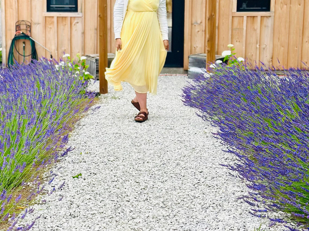 Lavender Valley Farm-Cookstown必去景点
