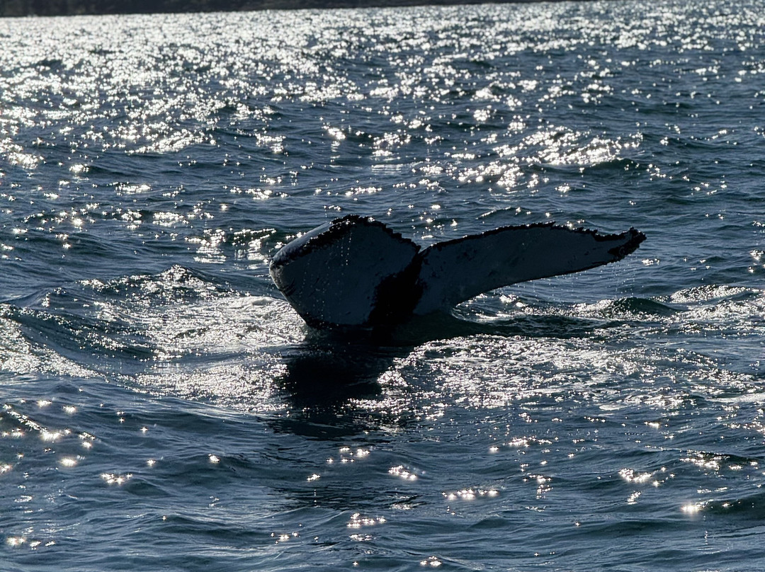 Adventure Bay Whale Watch Co.-Tiverton必去景点