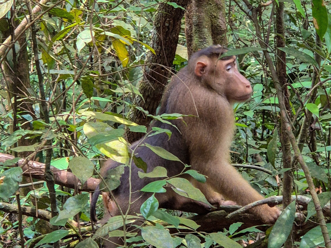 Bukit Lawang Jungle Trekking-武吉拉旺必去景点