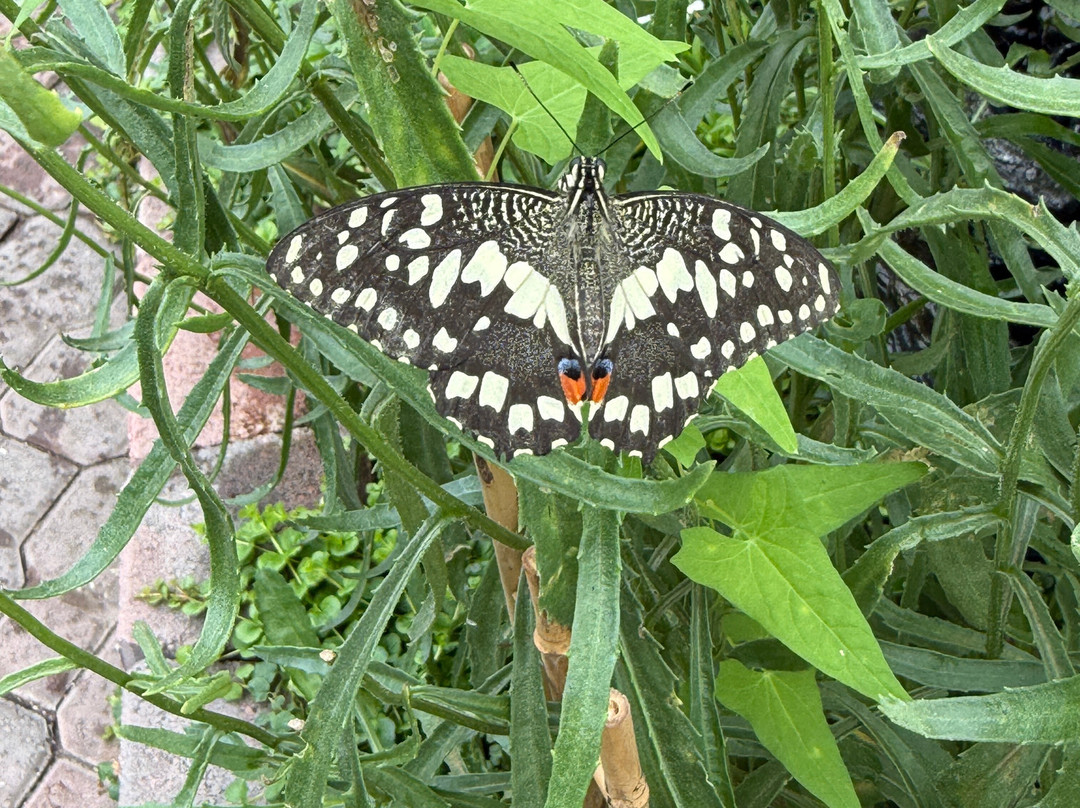 Newfoundland Insectarium-Reidville必去景点
