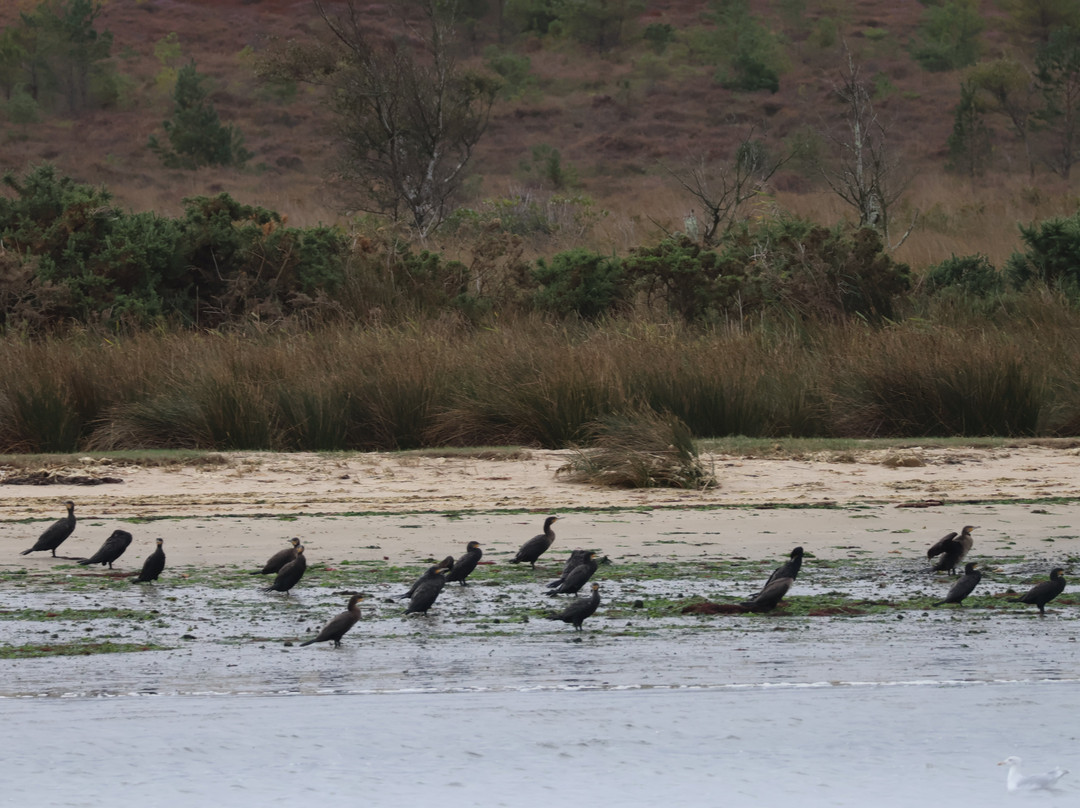 Birds Of Poole Harbour Events-普尔必去景点
