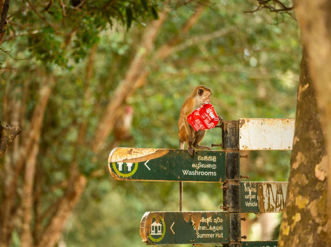 Wilpattu National Park-Saliyapura必去景点