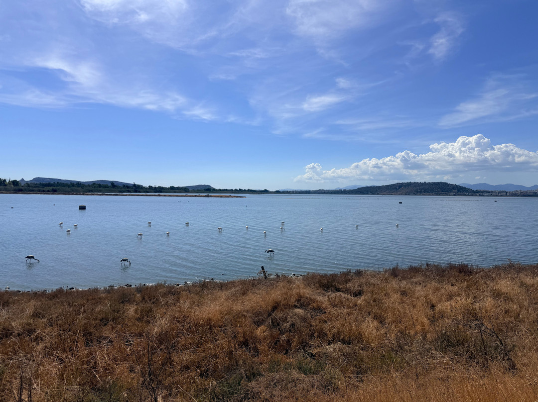 Parco Naturale Molentargius-Saline-卡利亚里省必去景点