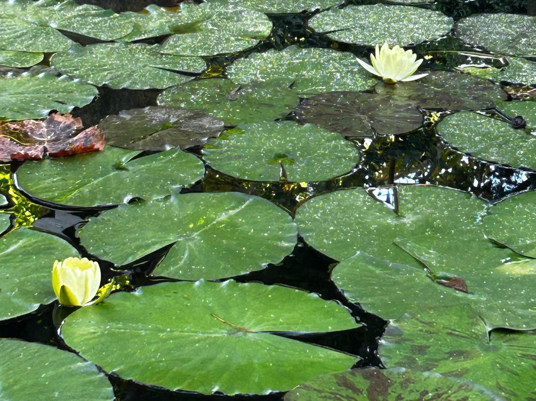 Jardín Botánico de Sóller-索耶尔必去景点