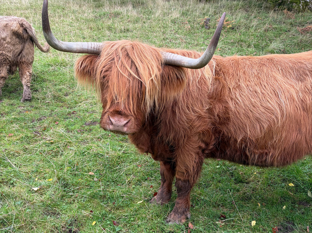 Nether Glenny Farm - Coos and Views-斯特灵必去景点