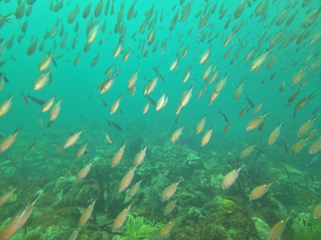 Eco Dive-St. George's必去景点