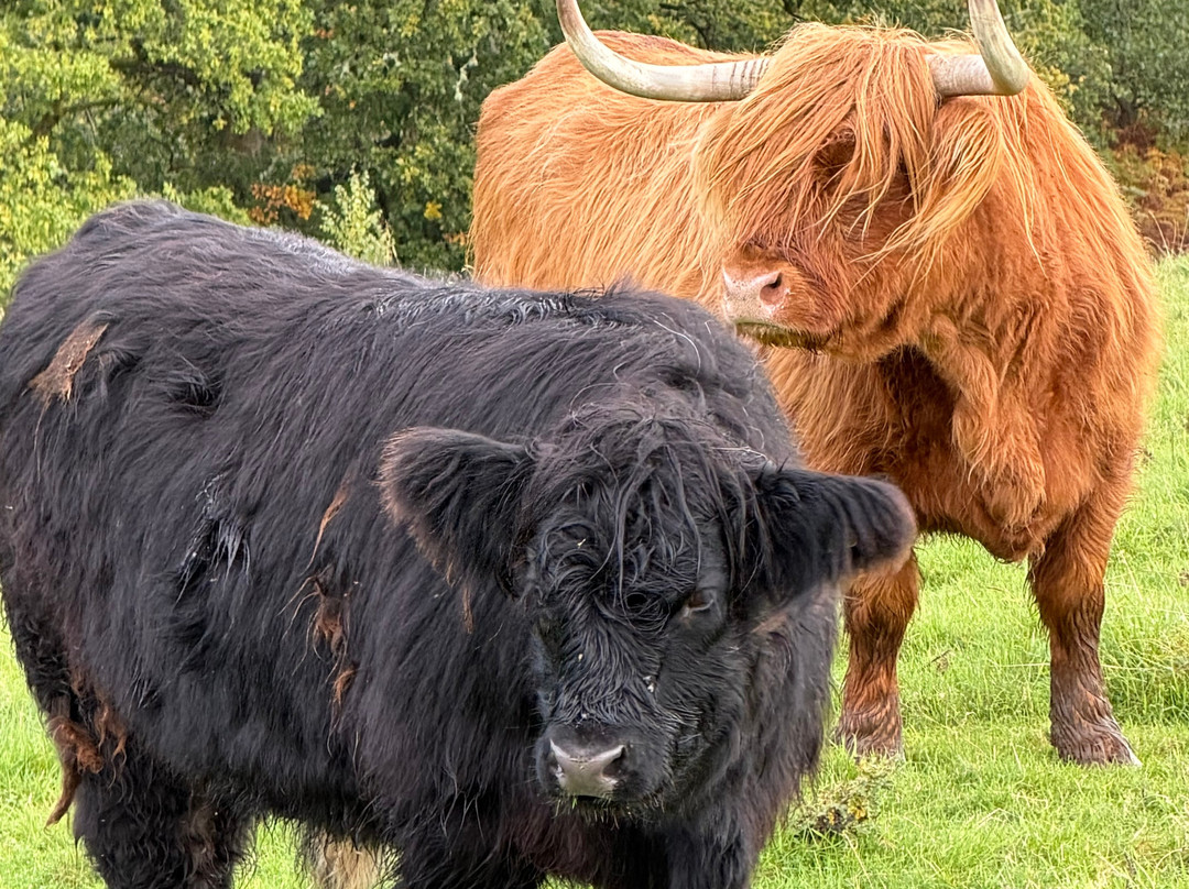 Nether Glenny Farm - Coos and Views-斯特灵必去景点