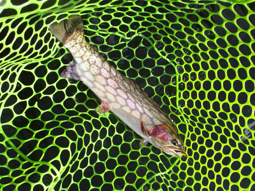 Fly Fish Mccall-McCall必去景点