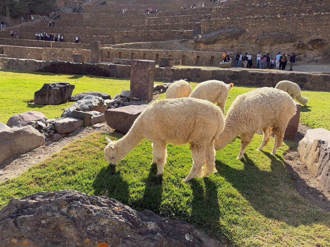 Alpaca Expeditions-库斯科必去景点