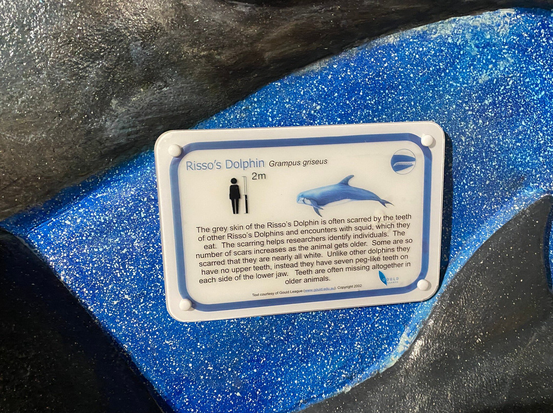 South Australia Whale Centre-维克多港必去景点