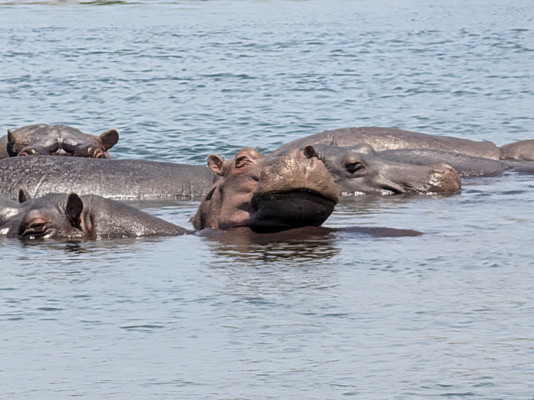 Victoria Falls River Safaris-李文斯顿必去景点
