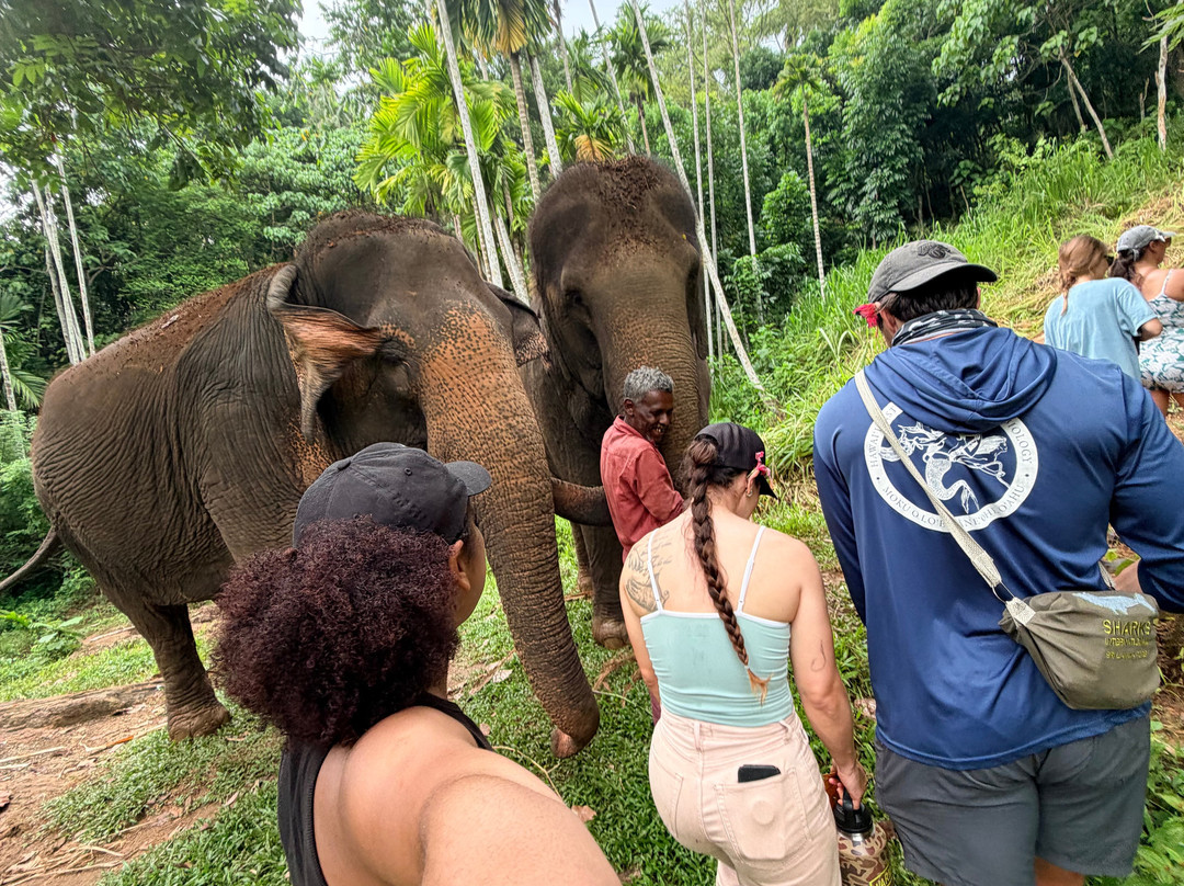 Elephant Freedom Project-凯格勒 必去景点