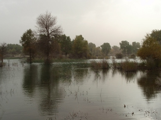 塔里木河下游湿地景点图片