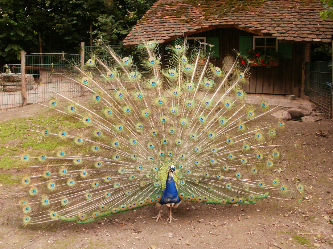 Haustierhof Reutemuhle