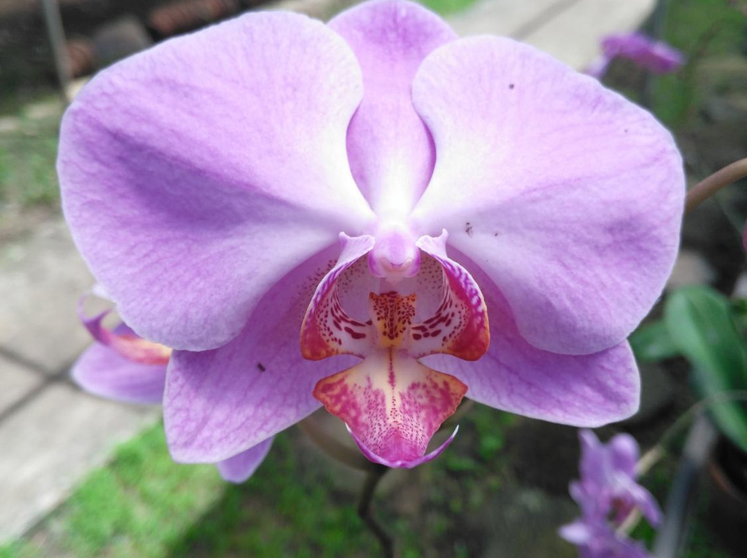 Sul Orchids景点图片