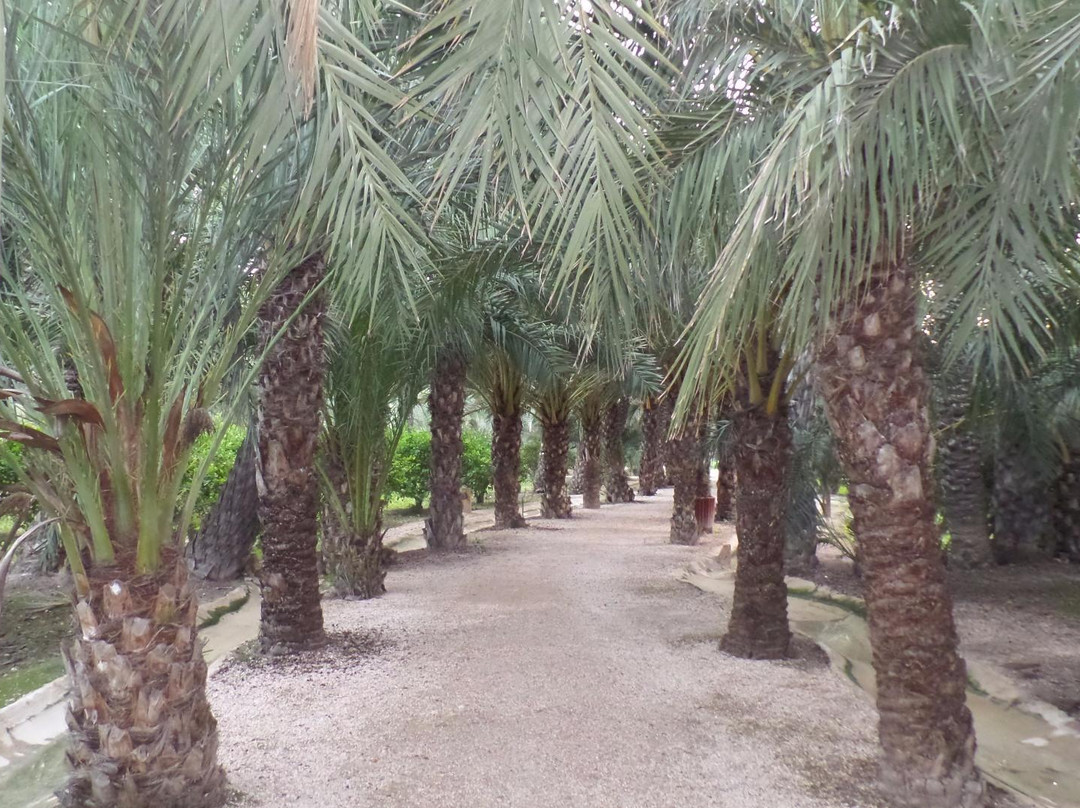 Museo del Palmeral Huerto de San Plácido景点图片