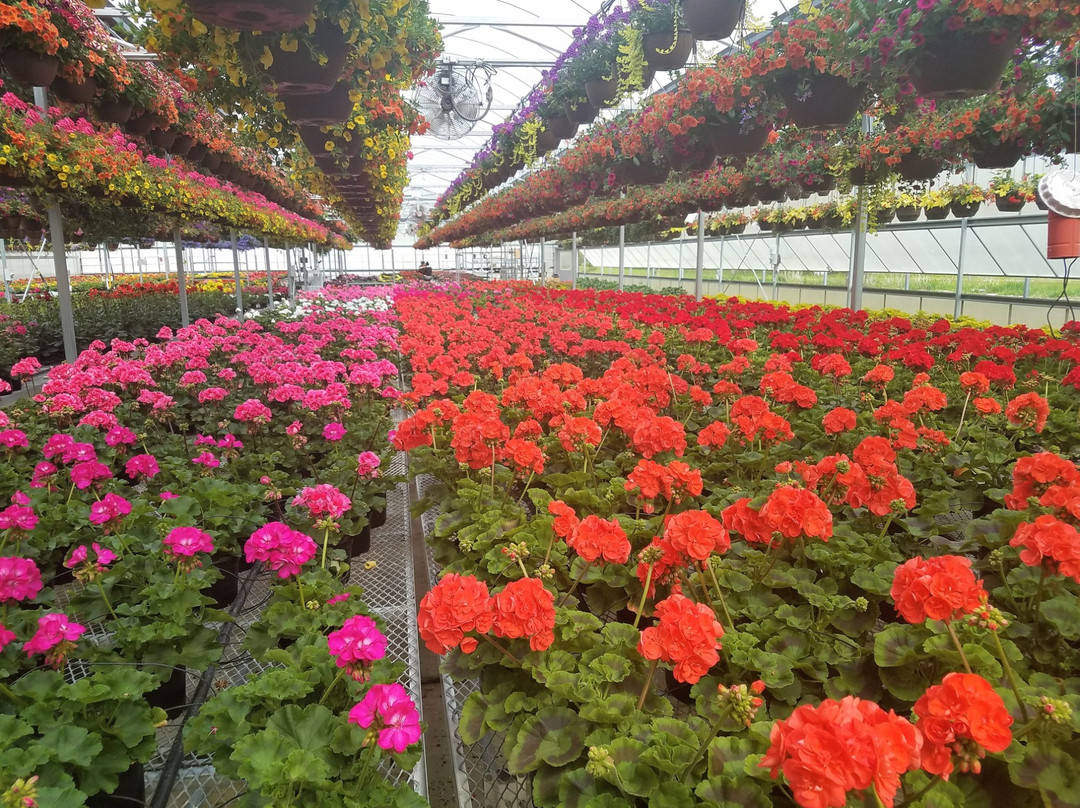 Oostburg旅游景点-Caan Floral and Greenhouses