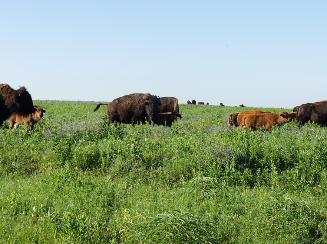 Tallgrass Prairie Preserve景点图片