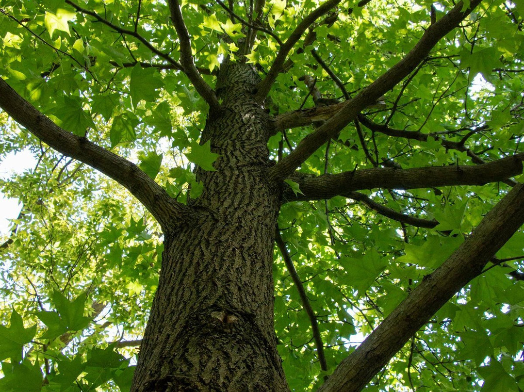 Alghareeb Tree景点图片