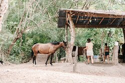 Star Mountain Horseback Riding景点图片
