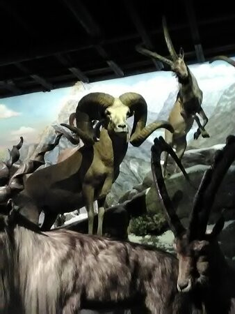 Blackhawk Museum-丹维尔必去景点