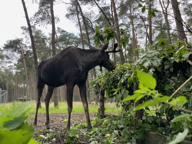 Wildpark Muden景点图片
