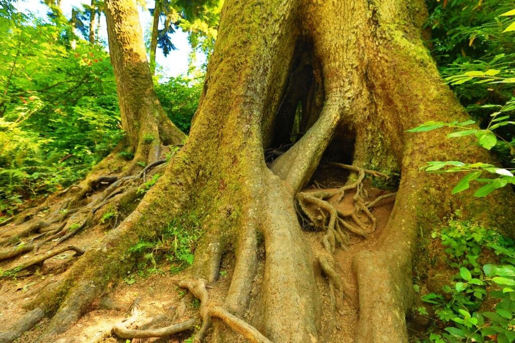 Cathedral Tree Trail-阿斯托里亚必去景点