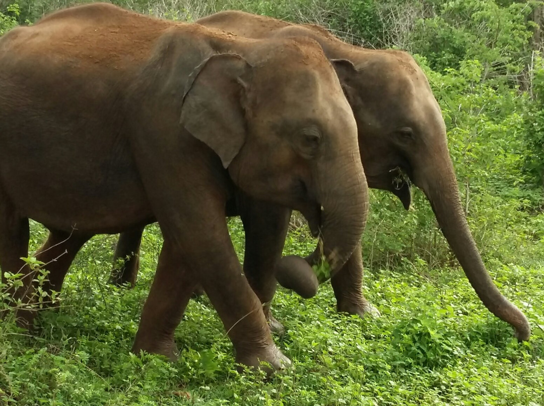 Sri Lanka Day Tours-瓦勒迦玛必去景点