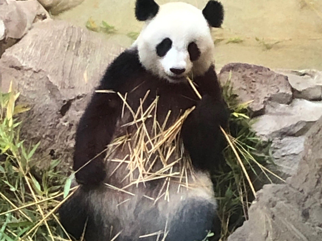 Beauval旅游攻略图片