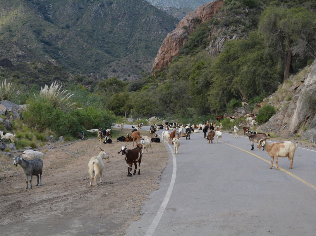 Nogoli旅游攻略图片