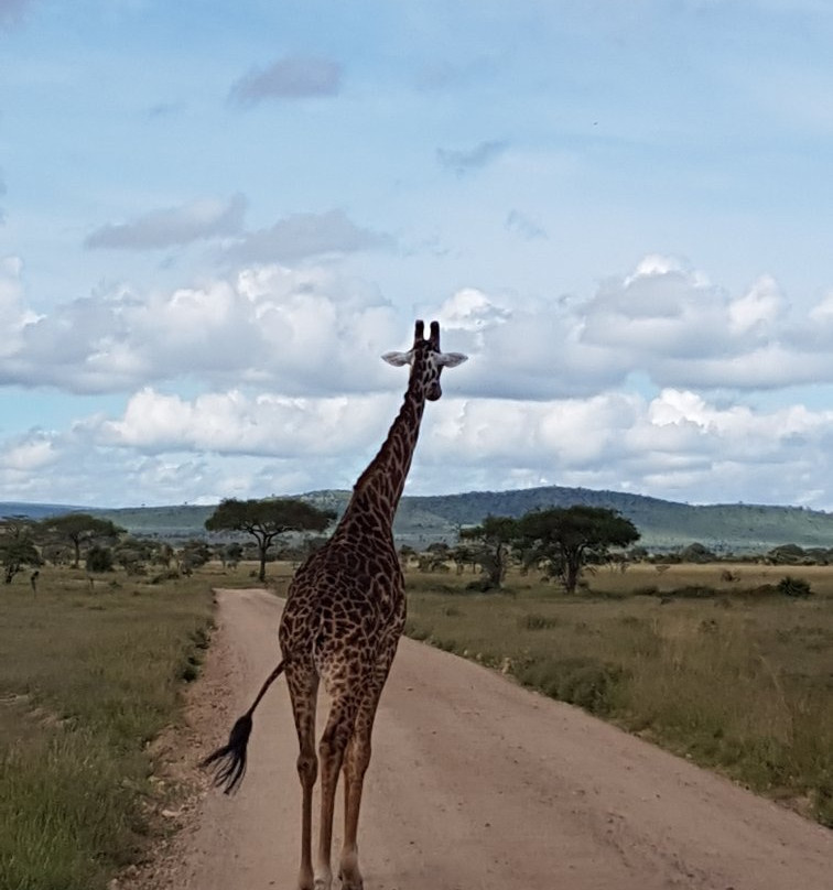 Uisso Adventures and Safari-莫西必去景点