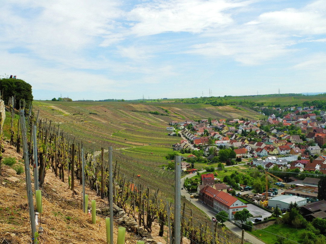 Zur Neckarschleife bei Hessigheim景点图片