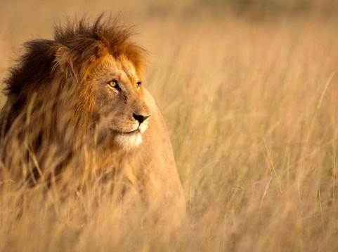 Face of Africa adventures-Usa River必去景点