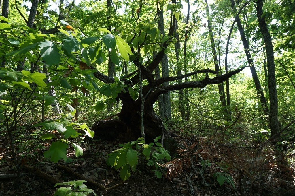 Paris Mountain State Park景点图片