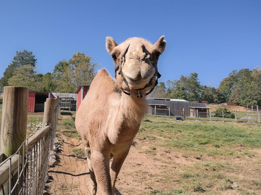 Little Ponderosa Zoo-Clinton必去景点