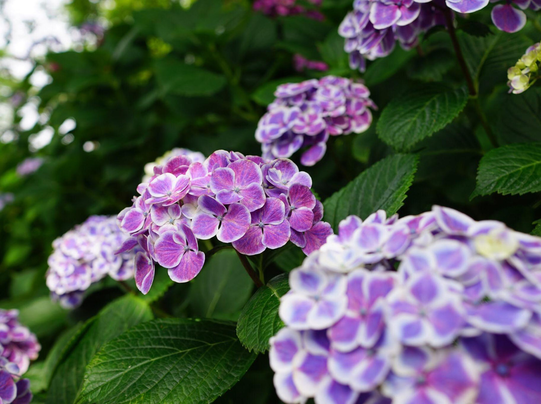 Nogoji Temple(Hydrangea Temple)
