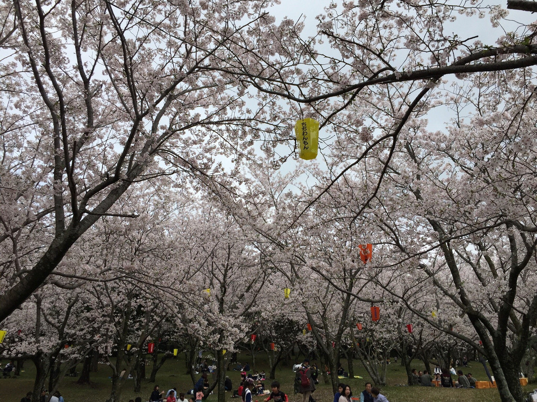 Tachibana Park景点图片