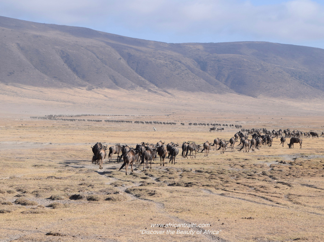 African Traits-阿鲁沙必去景点