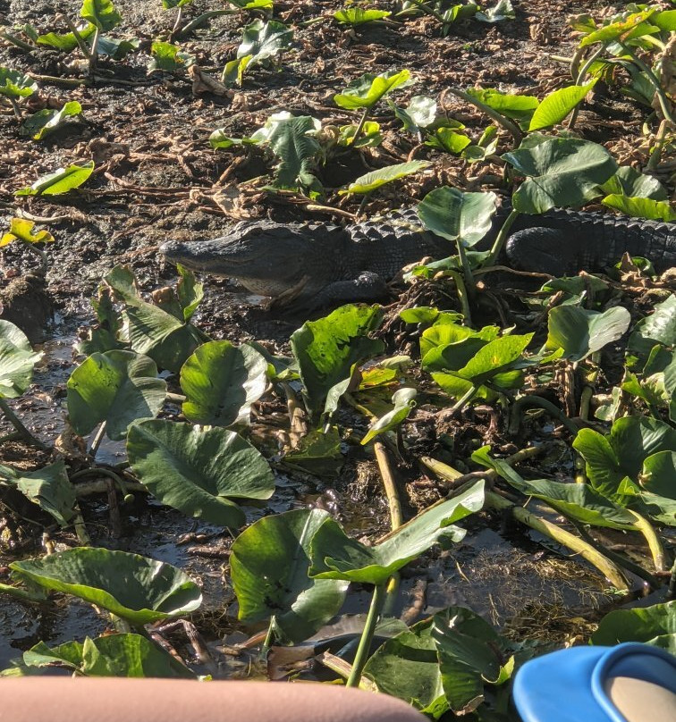 Kissimmee Swamp Tours-Kenansville必去景点