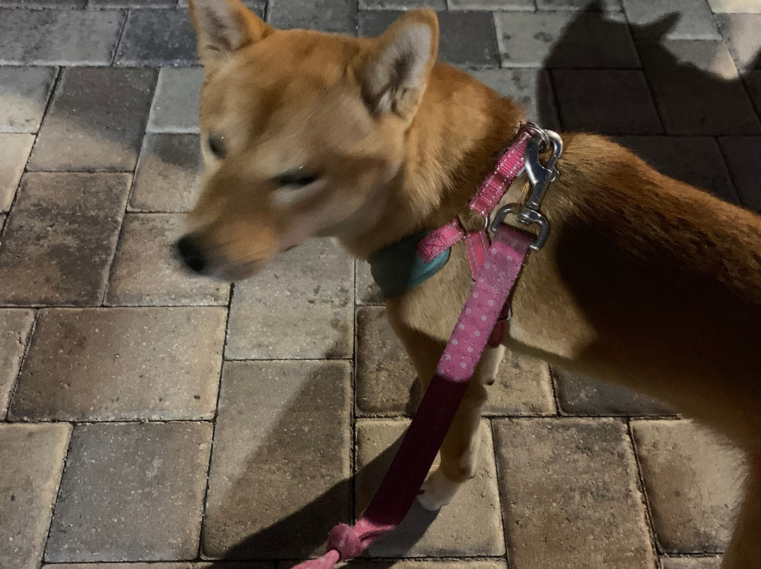 Blue Spring Inn Orange City主图