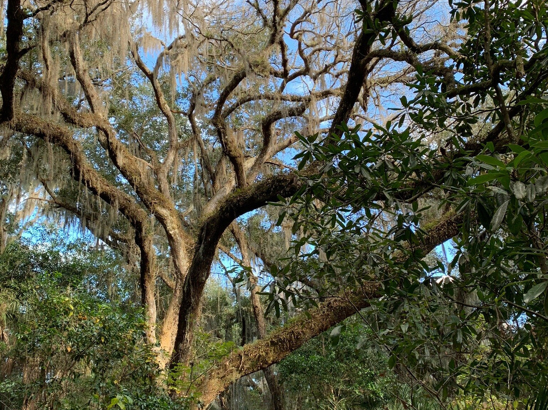 Enchanted Forest Sanctuary景点图片