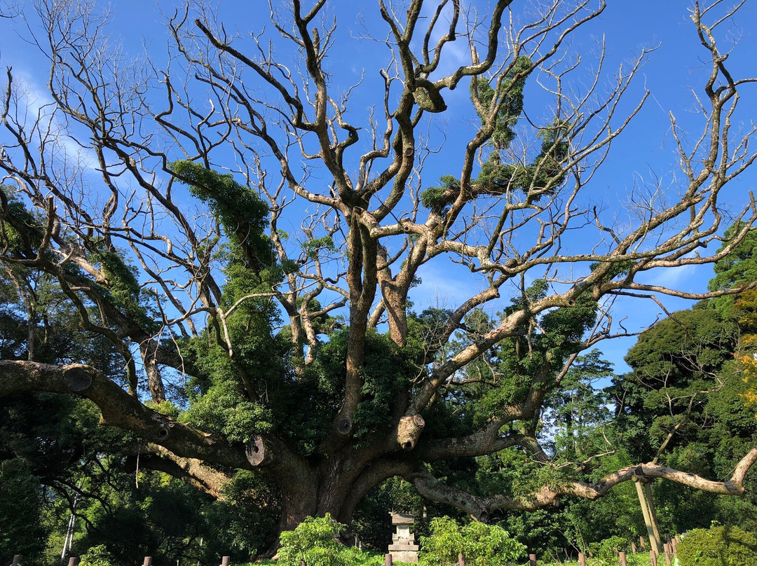 Shimonoseki City Kawatana no Kusu no Mori-下关市必去景点