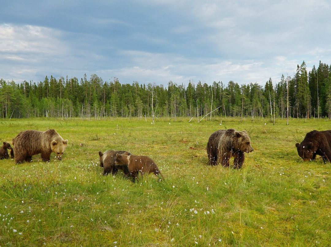 Martinselkonen Wilds Centre-Suomussalmi必去景点