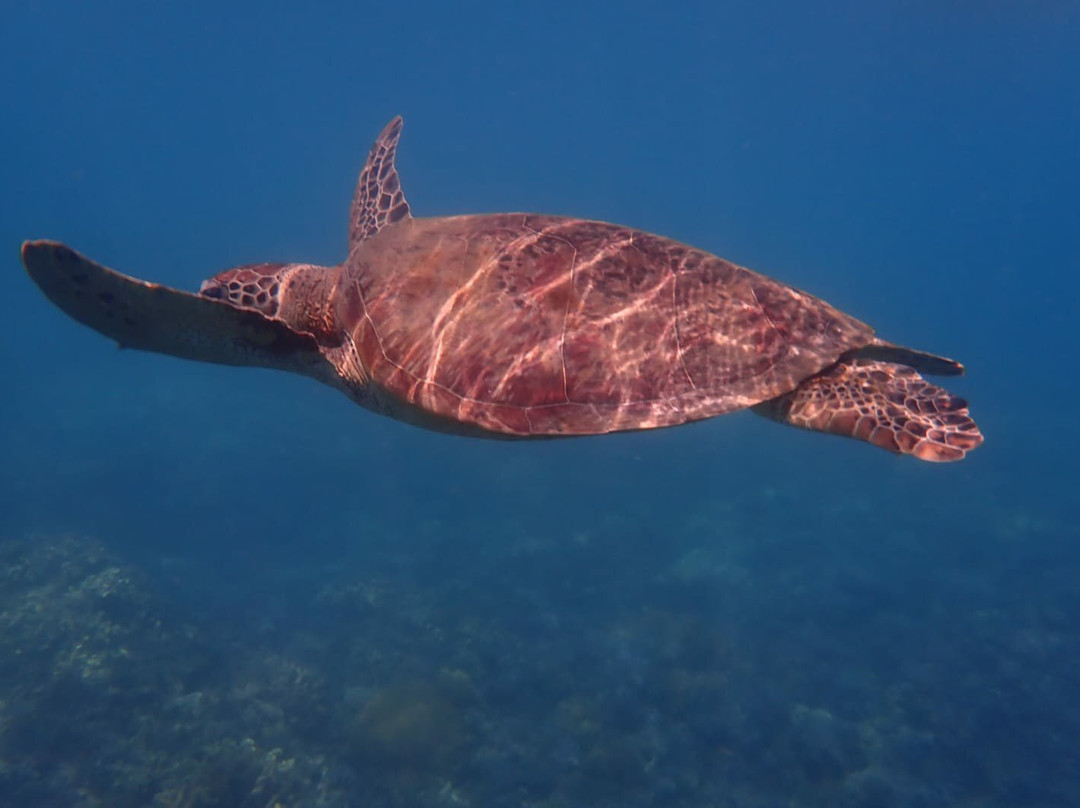Calypso Reef Imagery Centre-凯恩斯必去景点