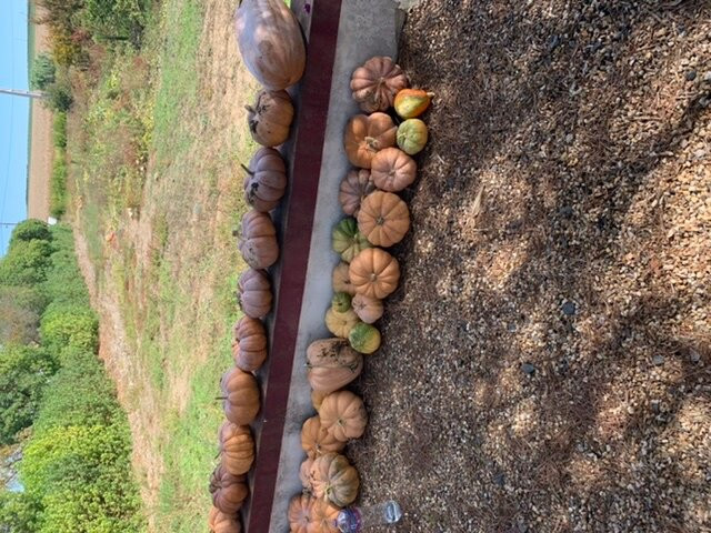 Monte da Floresta B&B主图