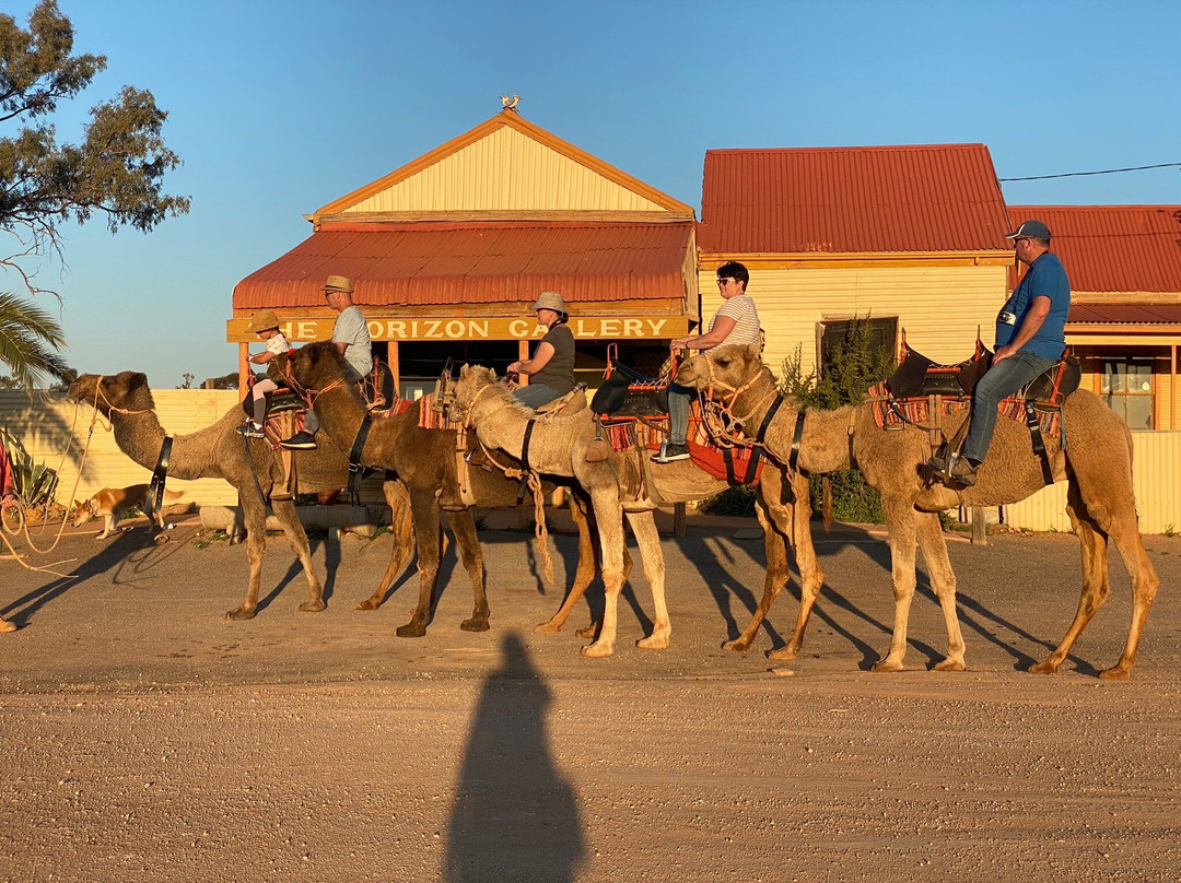 Silverton Outback Camels景点图片