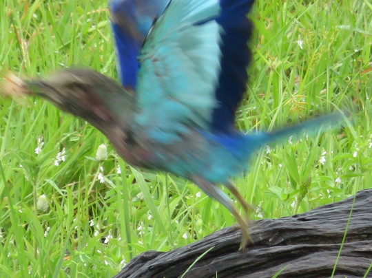 ThisAndThat Safaris-布拉瓦约必去景点