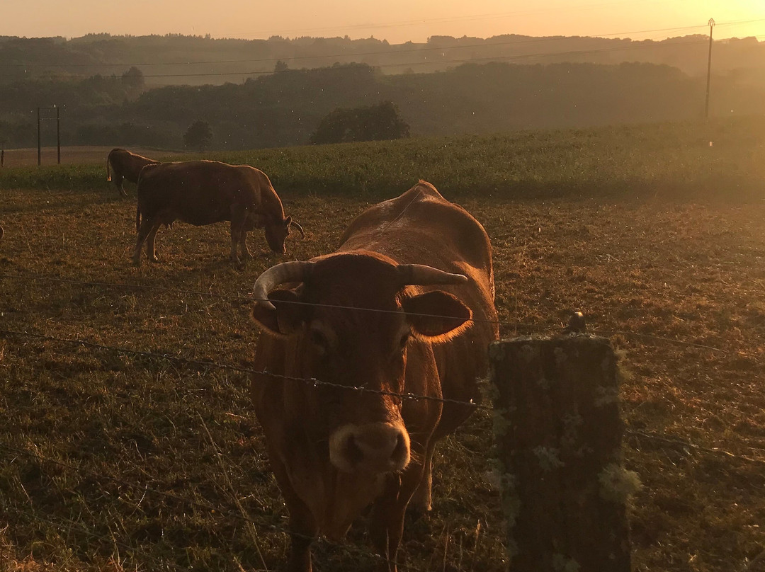 B&B Fleur de Lys Bleue主图