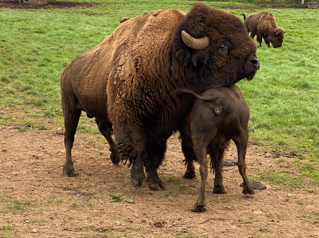 Ditlevsdal Bison Farm-Morud必去景点
