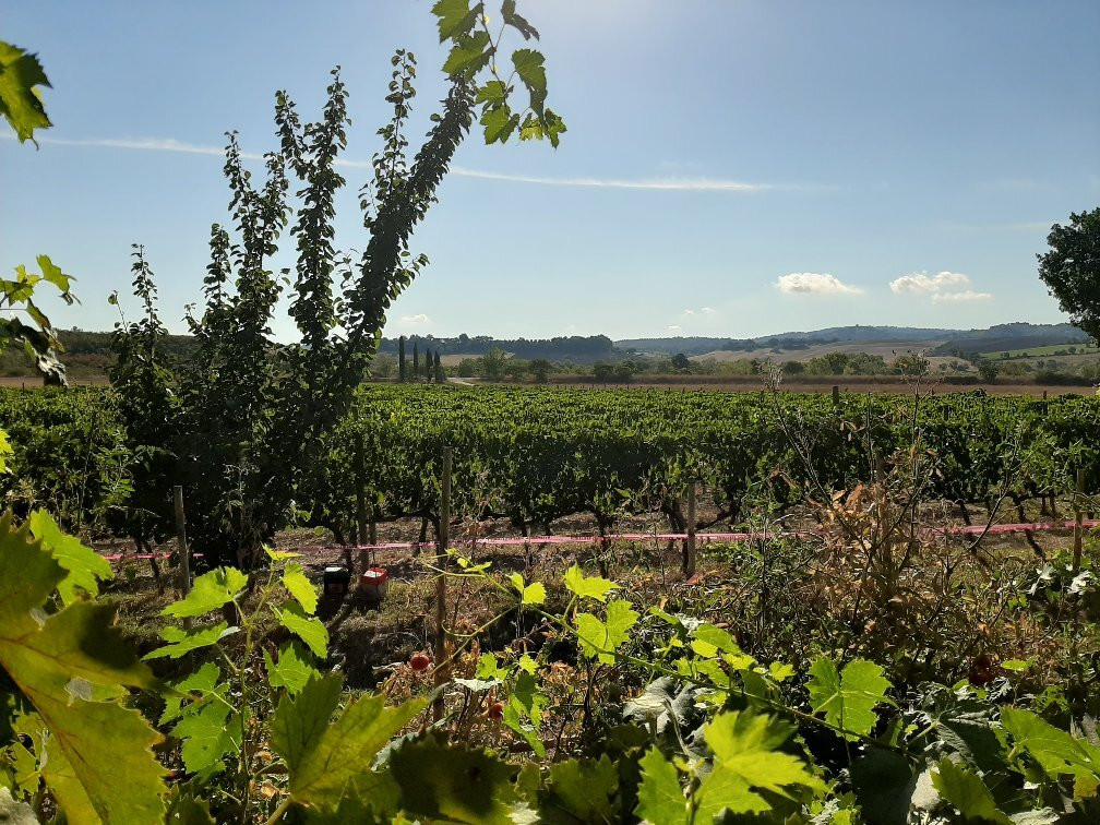 Il Girasole Terzuolo Agriturismo B&B主图